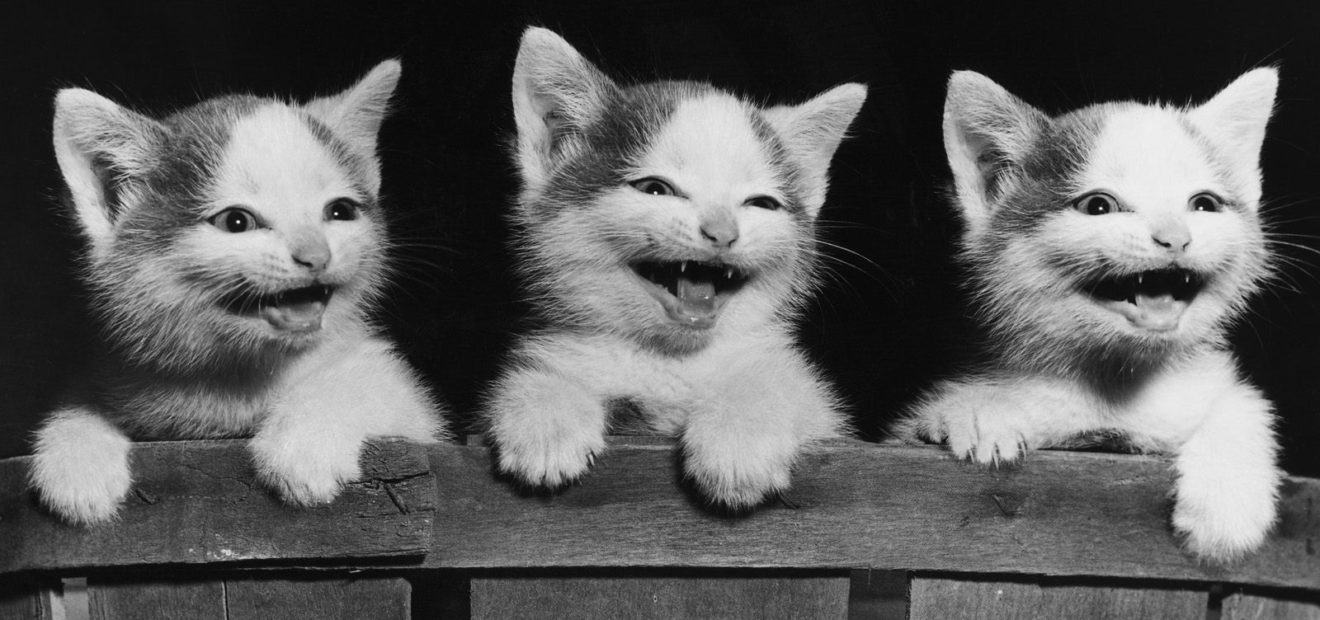 Heard in a Meeting banner. Image of three cats smiling